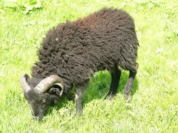 Quessantská miniovečka -beránek