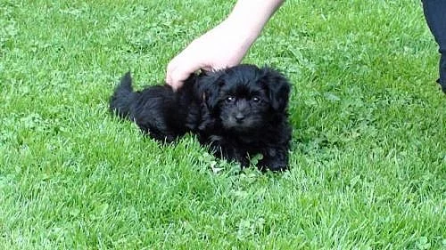 Havanský psík-bišonek bez PP