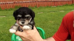 Havanský psík-bišonek bez PP