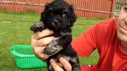 Havanský psík-bišonek bez PP