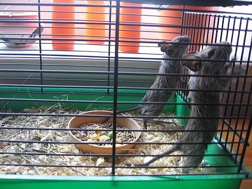 Daruji osmáky degu