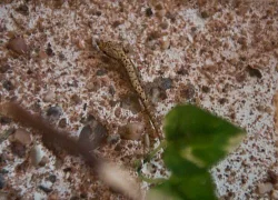 gekon panenský (Lepidodactylus lugubris)