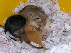 Daruji pískomily