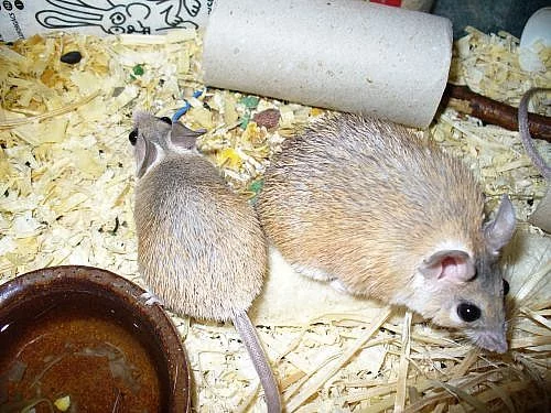 Myši bodlinaté