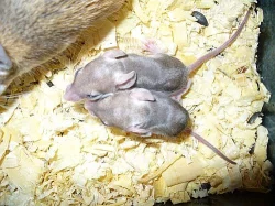 Myši bodlinaté