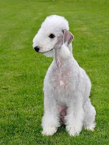 Bedlington teriér