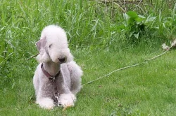 Bedlington teriér