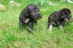 Bedlington teriér