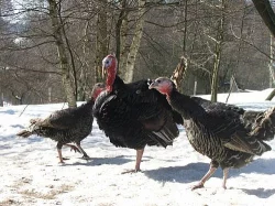 Nabídka kuřat, perlíčat, krůťat a kachňat