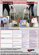 Argentinská doga - špičková štěňátka