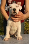 Argentinská doga - špičková štěňátka