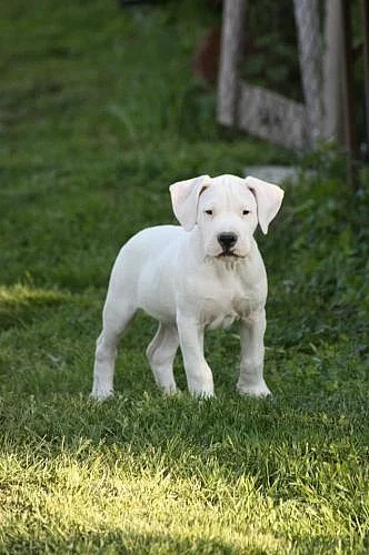 Argentinská doga - špičková štěňátka