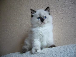 Koťatka Ragdoll s PP