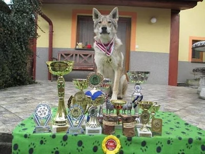Československý vlčák - štěňata