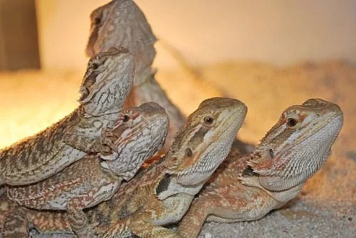 TeraCHrastava