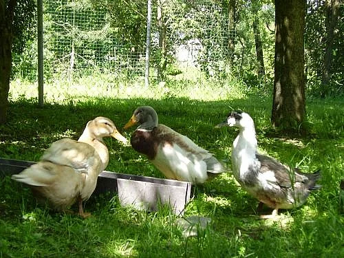 PRODÁM KAČENY SASKÉ