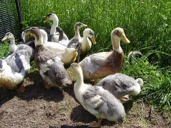 PRODÁM KAČENY SASKÉ