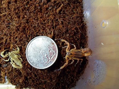 Babycurus jacksoni