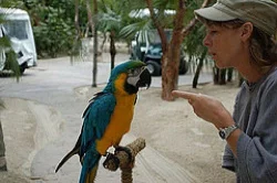 Na prodej, modrá a zlatá papoušek