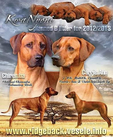 Rhodesian Ridgeback - vymazlená štěňátka