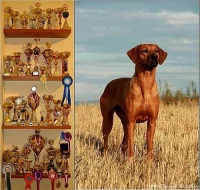 Rhodesian Ridgeback - vymazlená štěňátka