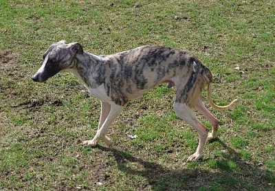 vipet - whippet