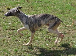 vipet - whippet