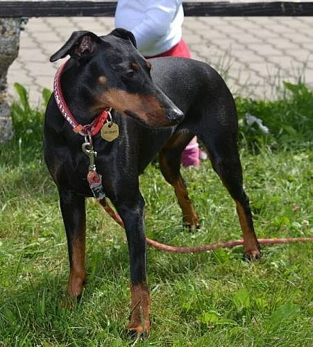 Prodám štěňátka Manchesterského teriéra s PP