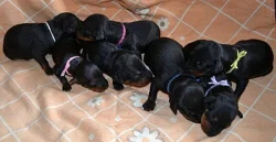 Prodám štěňátka Manchesterského teriéra s PP