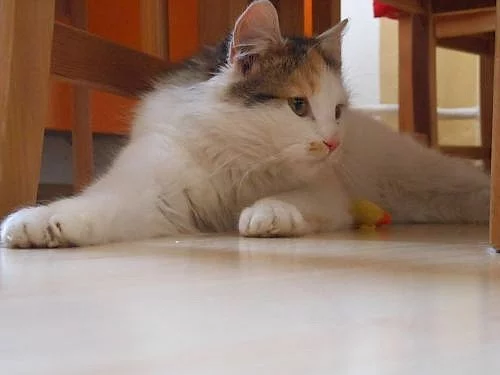 Darujeme krásná dlouhosrstá koťátka kočky domácí