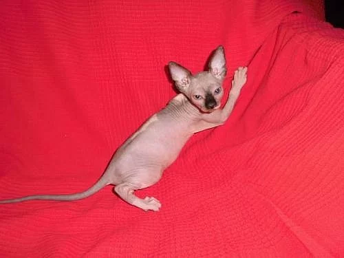 Kanadský sphynx s PP