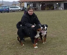 Appenzellský salašnický pes - rezervace štěňátka