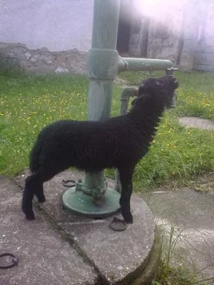 quessantský beránek na výpas zahrady