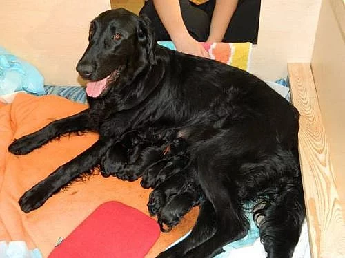 Flat coated retriever štěňátka - Plzeň