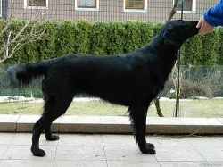 Flat coated retriever štěňátka - Plzeň