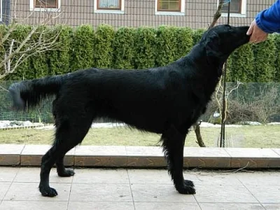 Flat coated retriever štěňátka - Plzeň