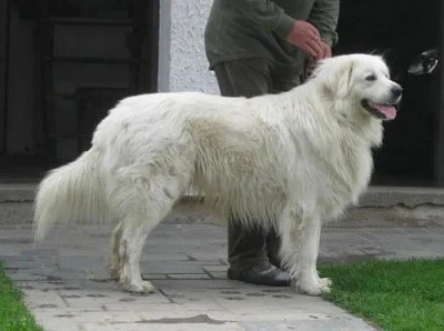 Slovenský čuvač - štěňata