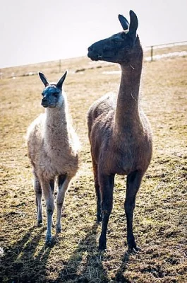 Lama krotká