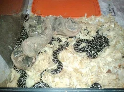 P.M.B Double het,Albino-Granite
