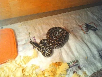 P.M.B Double het,Albino-Granite