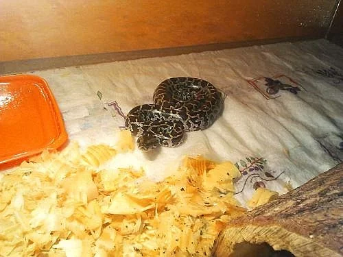P.M.B Double het,Albino-Granite