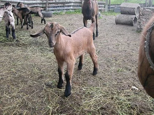 Prodám dvě podílové AJ Kozičky po dobré dojnici.