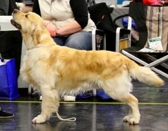 Zlatý retrívr - golden retriever s PP štěňata