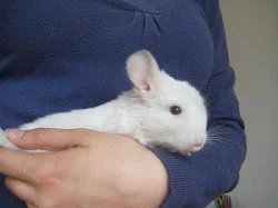 Nabízím dvě mláďata činčily
