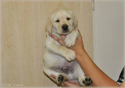 Labradorský retrívr štěňátka s PP