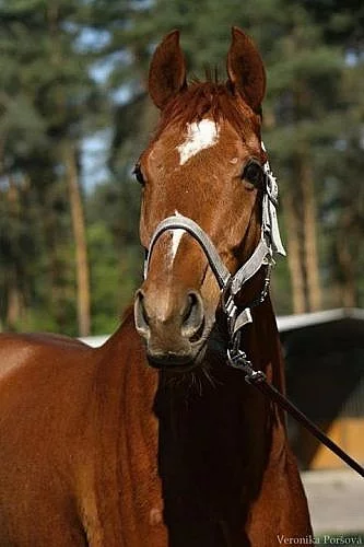 Nabízím ježdění