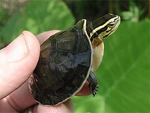 SladkoVodní želva