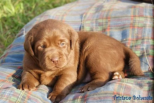 Štěňata labradorského retrievera s PP
