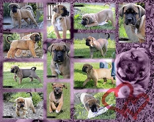 Tosa-Inu prodej štěňátek