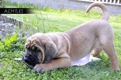 Tosa-Inu prodej štěňátek